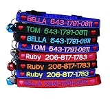 Graceful life Custom Breakaway Cat Collar Personalized with Bell