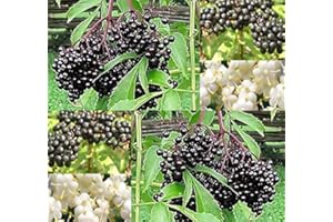 MYSEEDS.CO - BIG PACK SEEDS Big Pack - (1,000) American Elderberry Seeds - Sambucus Canadensis - Non-GMO Seeds by MySeeds.Co (Big Pack - Elderberry)