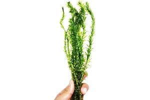 Planterest - Anacharis | Elodea Densa Imported from Grower Live Aquarium Plant Stems Decorations BUY2GET1FREE