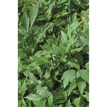 Liebstöckel 'Verino', Levisticum officinale, Kräuterpflanze im Topf 11 cm