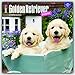 Golden Retriever Puppies 2017 Calendar