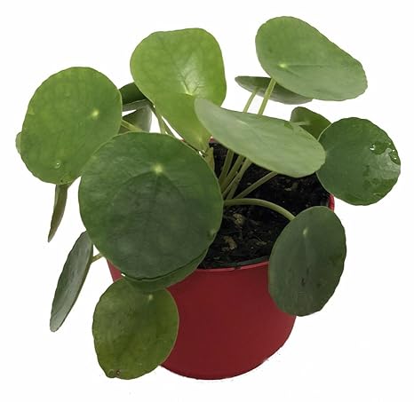 Extra Large Chinese Money Plant Pass It On Plant Pilea Peperomioides 4 Pot - 
