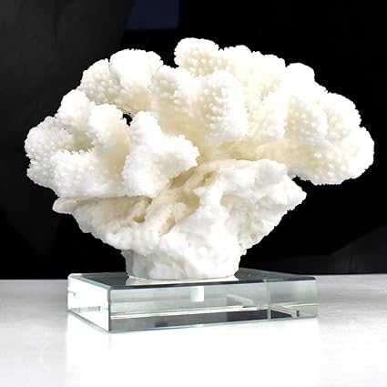 Mascarello Resin Coral Sculpture On Clear Crystal Base White