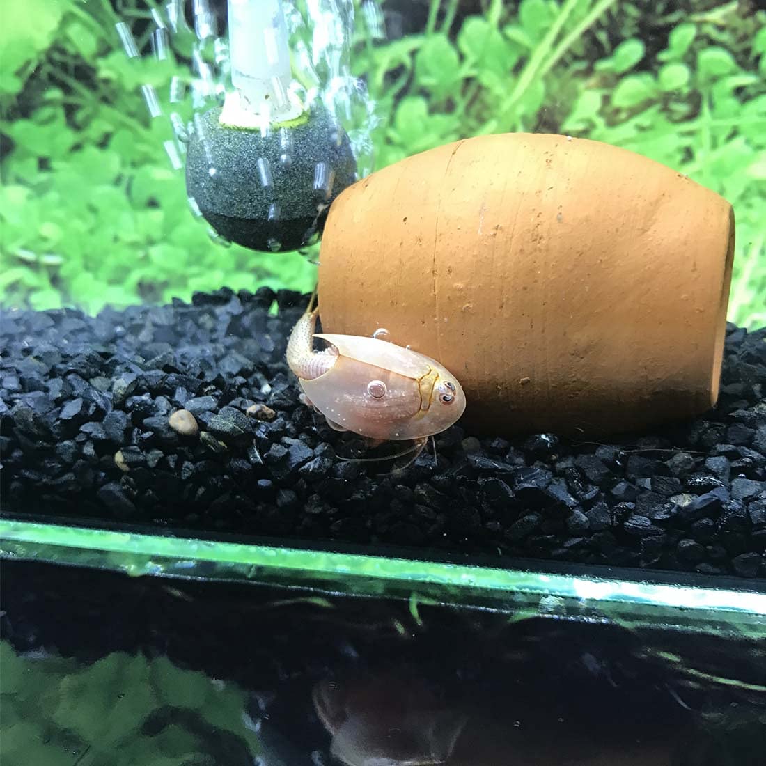 GreenWaterFarm Triops Red Longicaudatus Eggs for Hatching and Culture Suitable to be Pet and Science Project (Pure 200 Eggs)