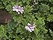 Mosquito Repellant Plant - Citronella Plant - Moskito Schocker - 4" Pot