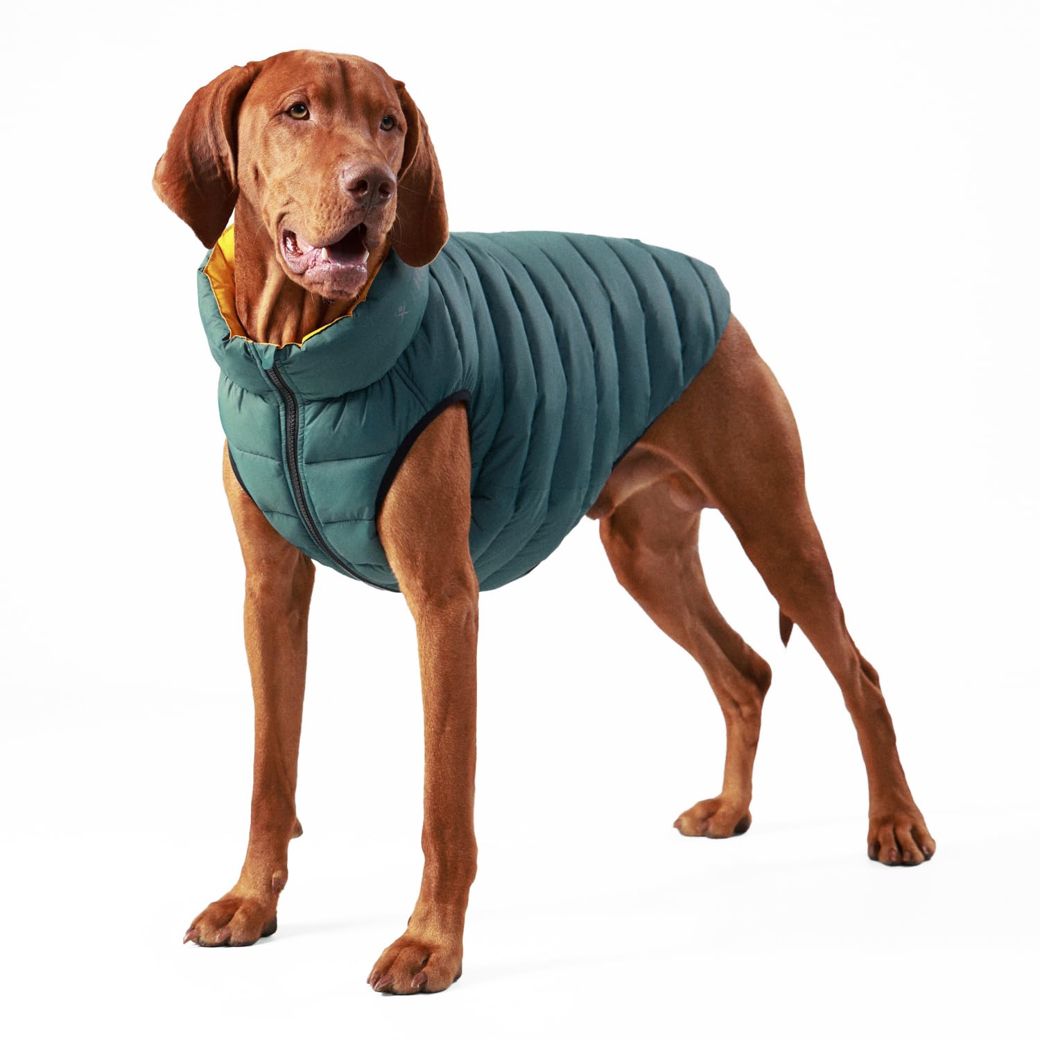 HUGO & HUDSON x HACKETT Reversible Dog Puffer Jacket Warm Winter Coat, Forest Green & Gold M40