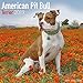 American Pit Bull Terrier Calendar - Dog Breed Calendars - 2018 - 2019 Wall Calendars - 16 Month by Avonside