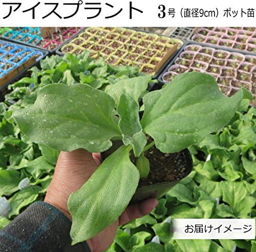 Amazon アイスプラント 9cmポット苗 野菜