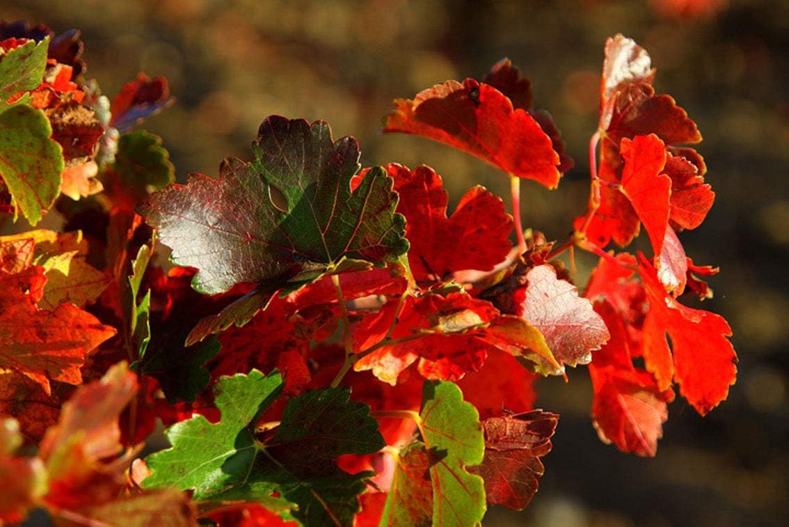 ING Wall Art Print on Canvas(32x21 inches)- Red and Green Leaves Vines Autumn Red Green Leaf