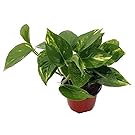 Golden Devil's Ivy - Pothos - Epipremnum - 4" Pot - Very Easy to Grow