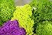 SuperMoss (21773) Reindeer Moss Preserved, Chartreuse, 3lbs