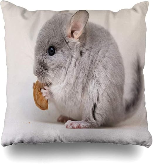 Chinchilla Furry 2025