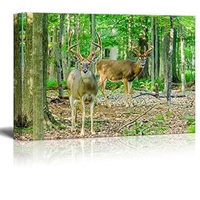 Canvas Prints Wall Art - Whitetail Deer Buck Standing in The Woods | Modern Wall Decor/Home Art Gallery Wraps Giclee Print & Wood Framed. Ready to Hang - 12" x 18"