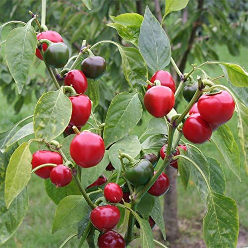 Satans Kiss - 10 Chilli Seeds by CHILLIESontheWEB Pick and Mix Get 4 Packs for Price of 3