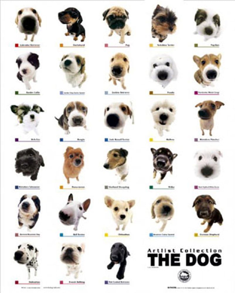 Empire Mini Poster Races de Chiens (en Anglais) Amazon.fr Cuisine & Maison Empire Mini Poster Races de Chiens (en Anglais) Amazon.fr Cuisine & Maison