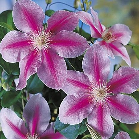 2 Roots Clematis, Little Duckling,(Bare Root/rhizome),-flowered Vine,Now Shipping !