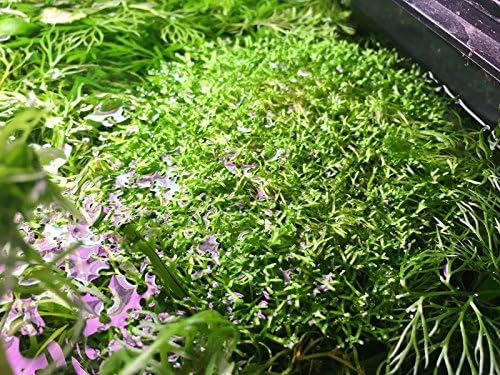 Riccia fluitans, Live Aquarium/Aquatic Plant, Planted Tank