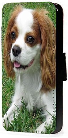 pug and cavalier king charles spaniel