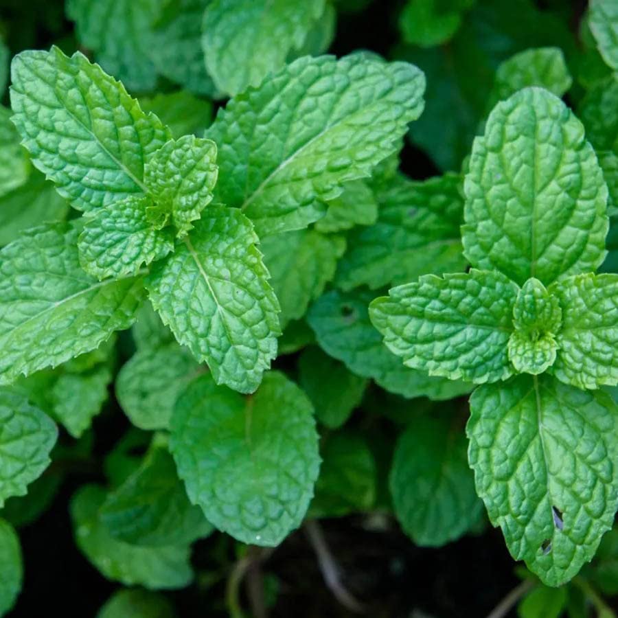 Shwally Magical Tooth Powder W/Hydroxyapatite Cattle Bone & Fluoride Free Amish Eggshell + Organic Peppermint - 100% Fluoride Free ReMineralizing, Whitening & Polishing Powder 200+ Brushings (2 oz)