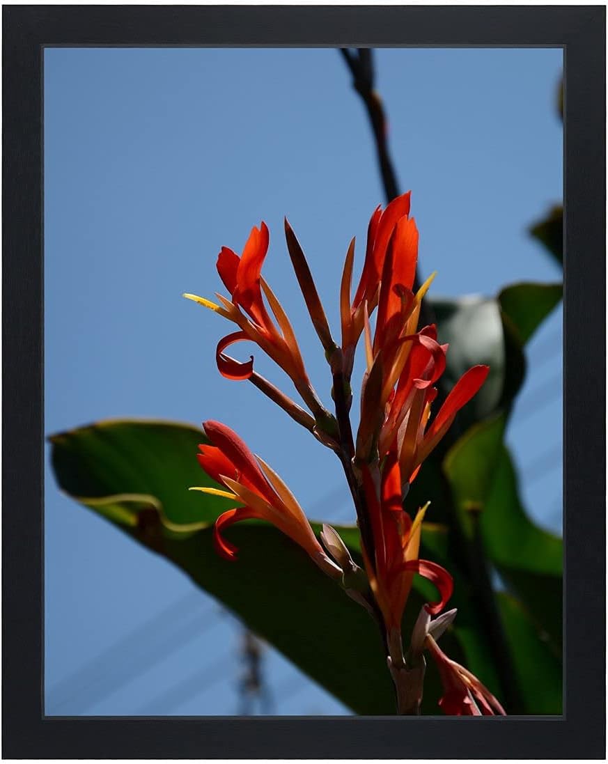 Photo Albums, Frames & Accessories - Uzifa 11x14 Picture Photo Frames - WOOD Non Glass without Mat For Display Certificate/Photo/Picture for Wall Mount Wooden Frames- W51114G BLACK