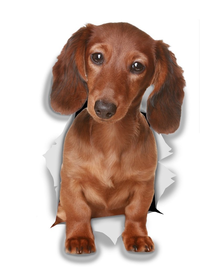 Winston & Bear 3D Dog Stickers - 2 Pack - Long Haired Dachshund Sausage Dog for Wall, Fridge, Toilet and More Long Haired Dachshund Gifts