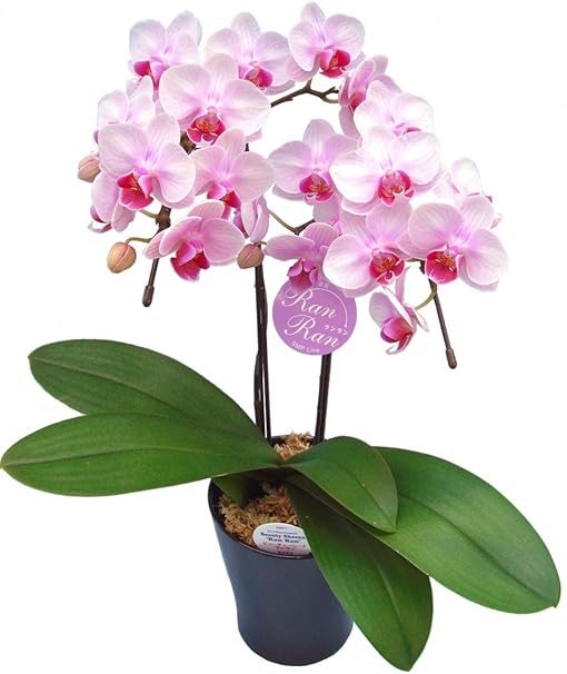 Amazon 産地直送 椎名洋ラン園のミディ胡蝶蘭2本立ち4号陶器鉢 ピンク系 観葉植物 オンライン通販
