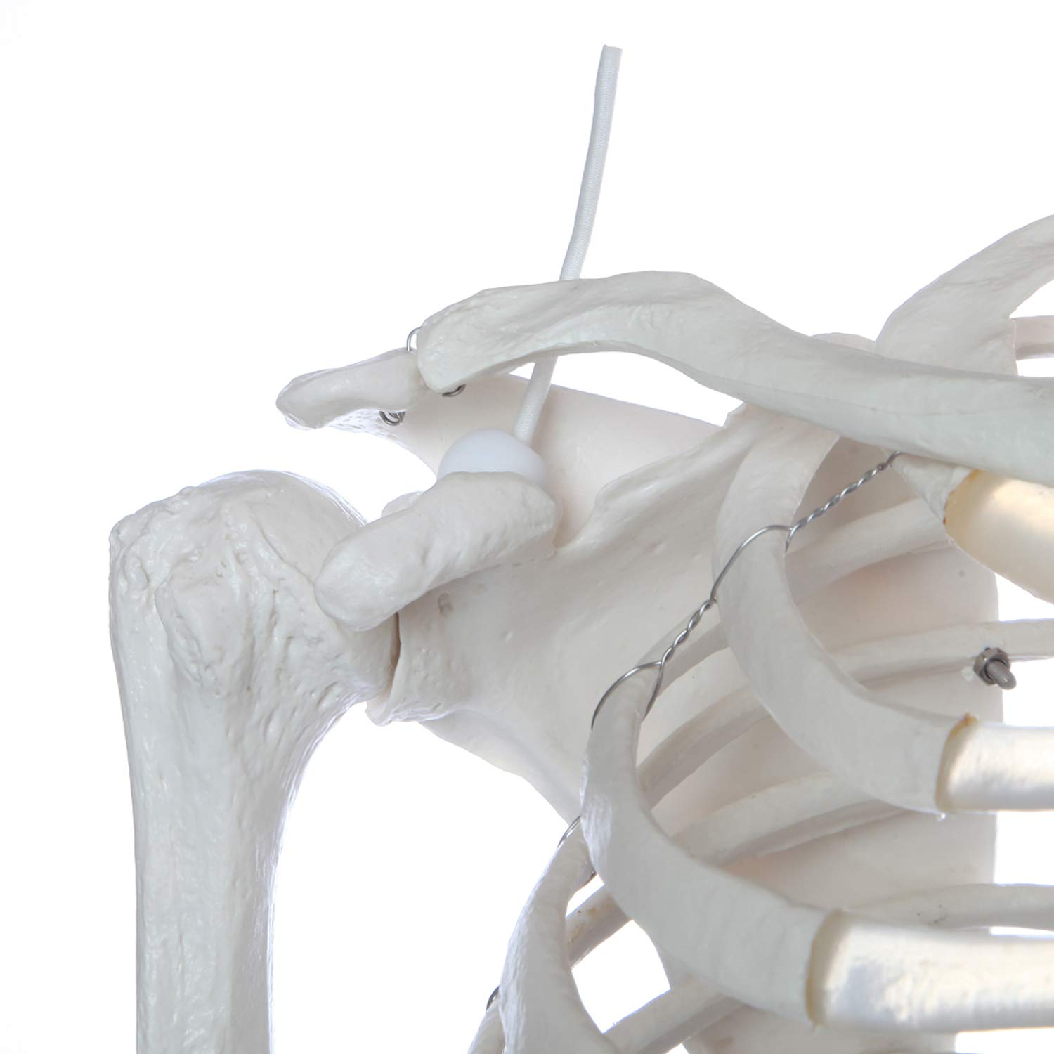 Mua Flexible Life-Size Skeleton Anatomical Model Bundle, 5' 6 ...