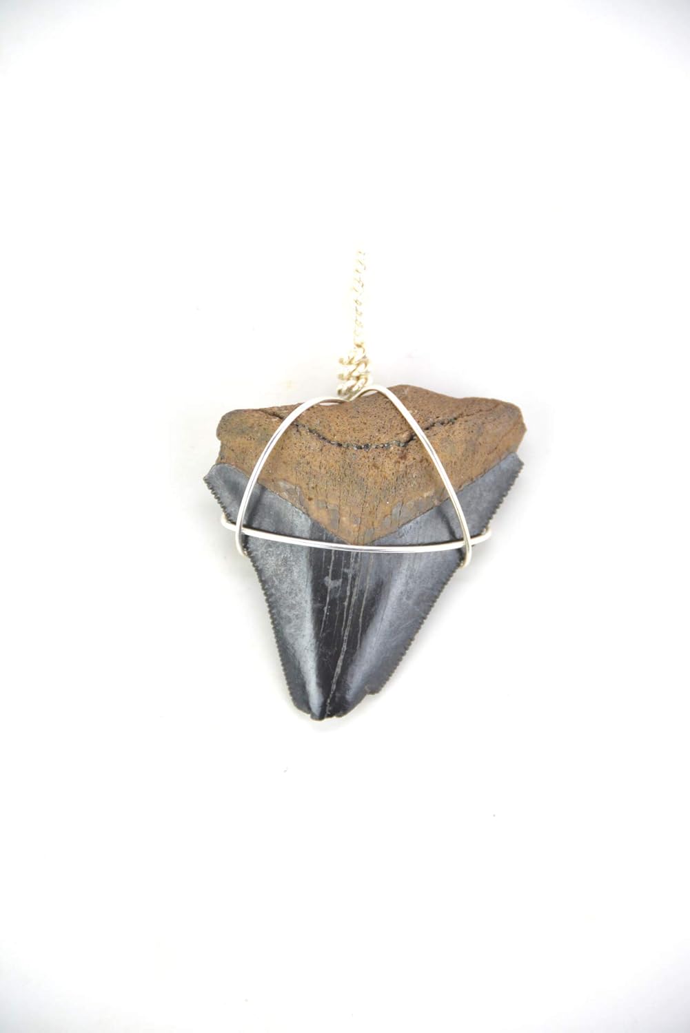 Megalodon Shark Tooth Pendant Necklace