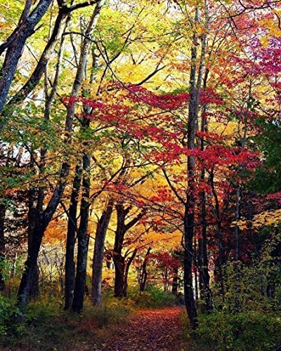 Fall Backdrop Print Foliage Leaves in Autumn Nature Artwork Photo - 11x14