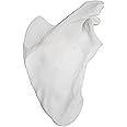 Scapula Bone Model - Right - Anatomically Accurate Human Scapula Bone Replica - hBARSCI