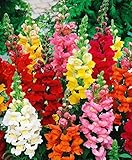 100+ Mixed Snapdragon Flowers Seeds Tall Garden