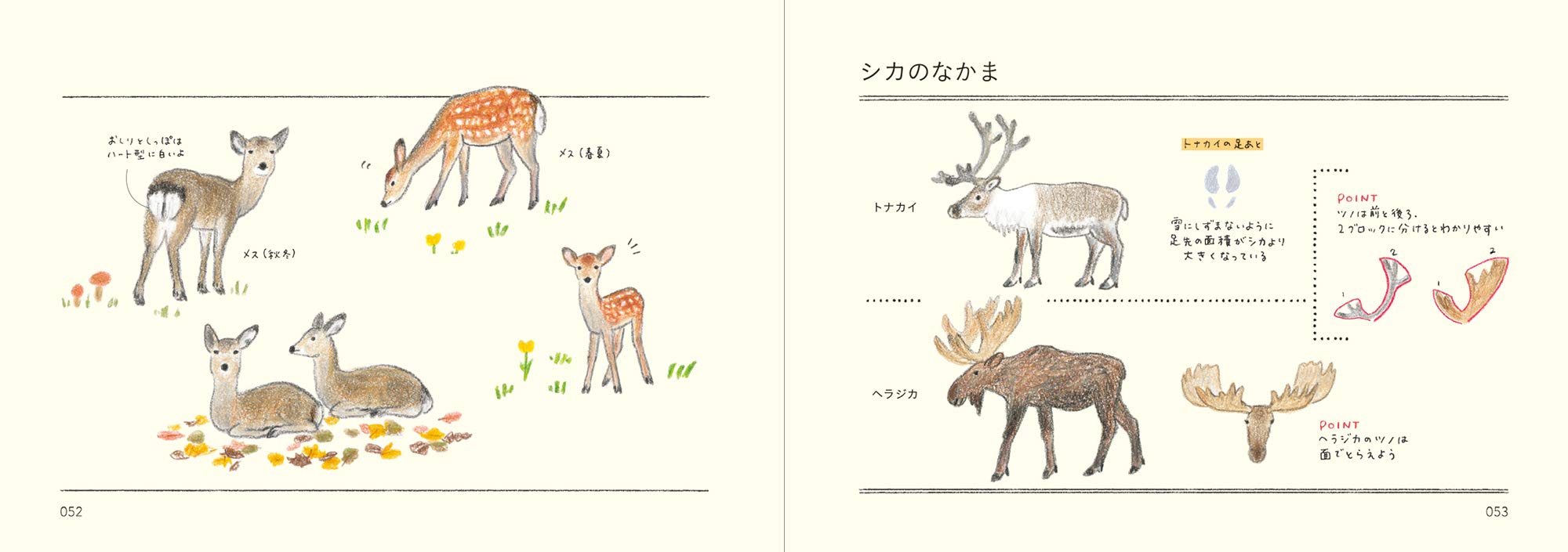 Amazon どうぶつのかたち練習帖 秋草 愛 本 通販