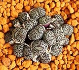 Conophytum Minimum Wittebergense rare mesembs