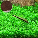 SunGrow Aquarium Temple Plant Seeds, 2 Ounce, Improves Water Color and Quality, Easy to Grow with Minimal Maintenance, Vibrant Green Tropical Hygrophila Plant for Freshwater Fish Tanks, 1 Pack