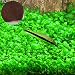 SunGrow Aquarium Temple Plant Seeds, 2 Ounce, Improves Water Color and Quality, Easy to Grow with Minimal Maintenance, Vibrant Green Tropical Hygrophila Plant for Freshwater Fish Tanks, 1 Pack primary