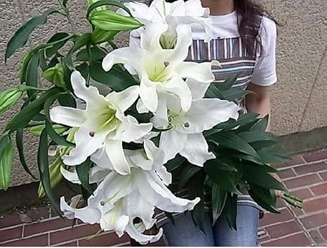 すべての花の画像 50 カサブランカ 花束