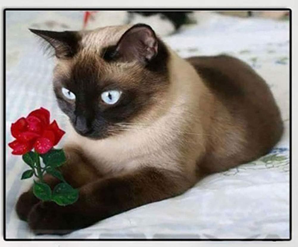 siamese cat accessories