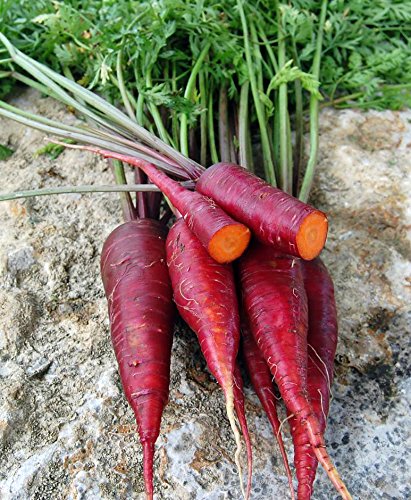 200+ ORGANICALLY GROWN Dragon Purple Carrot Seeds Heirloom NON-GMO, Sweet and Delicious, Rare, Healthy, Flavorful, From USA