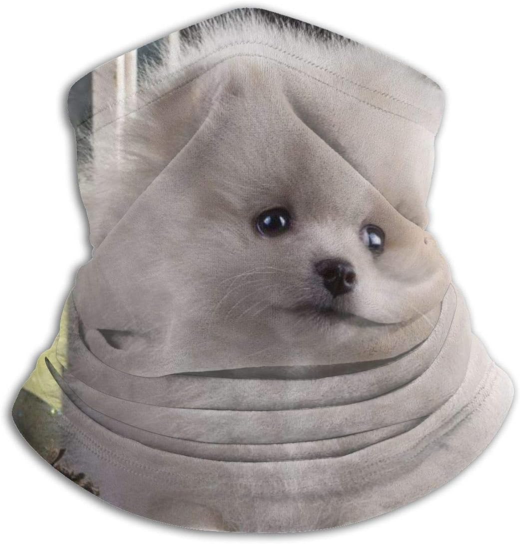 grey and white pomeranian