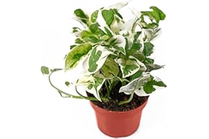 SURMEN LEGACY Live Tropical Pothos Plant (Pearls & Jade) - Easy to Care for - Perfect for Indoor and Outdoor Home Decor, Office and Gift - in 4-inch Pot