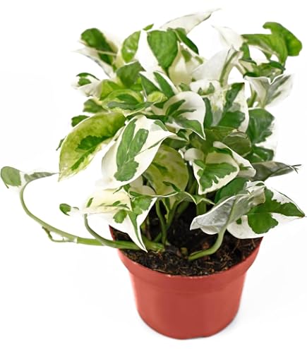 pothos with white variegation Pothos 'Albo Variegata' – Mickey Hargitay Plants main image 0