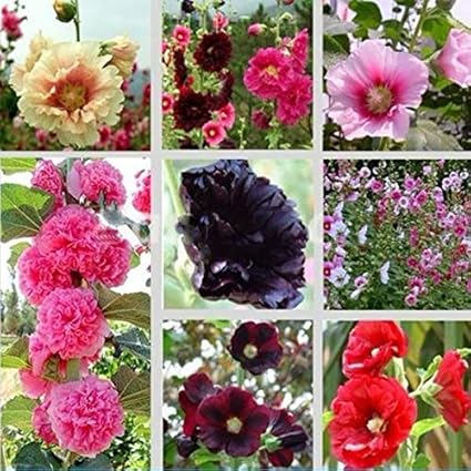 30 Mix Graines Alcea Rosea Rose Trémière Multi Couleurs De Plantes Fleurs