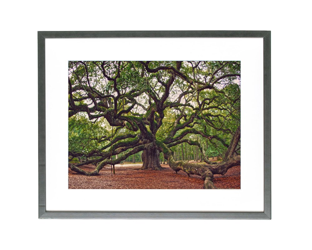 Angel Oak Tree Print, Charleston Photography, Angel Oak