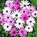 50 Purple and White African Daisy Seeds