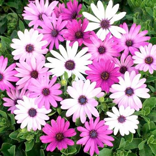 50 Purple and White African Daisy Seeds
