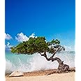 Divi Divi Tree Eagle Beach Aruba Caribbean Poster Print by Paul Thompson (11 x 14)