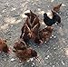 6 Chicken HATCHING EGG 6 Eggs Rhode Island Red Ayam Cemani Fertile