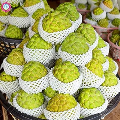 Go Garden Bonsai 10pcs Giant cherimoya Sweet Melon Jamaica | Ubuy