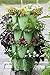 Greenstalk Mover Vertical Planters