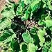 Organic Seeds Burdock Root Seeds (~50): Certified Organic, Non-GMO, Heirloom, Open Pollinated Seeds